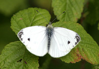 Green-veined White (Piers napi ssp. sabellicae)