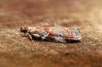 Acrobasis marmorea (Marbled Knot-horn)