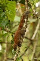 Low's Squirrel (Sundasciurus lowii)