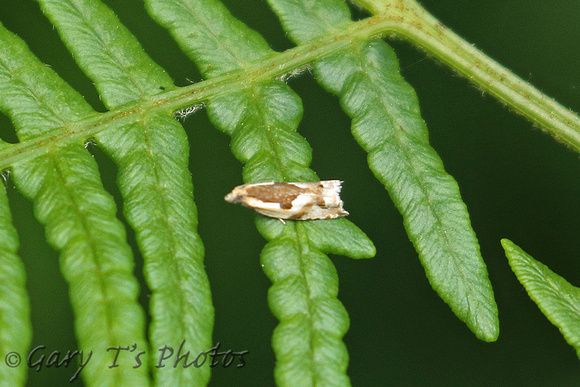 Ancylis myrtillana