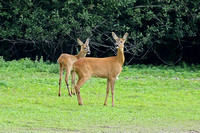 Roe Deer (Capreolus capreolus - Doe & Fawn)