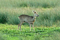Roe Deer (Capreolus capreolus - Immature Stag)