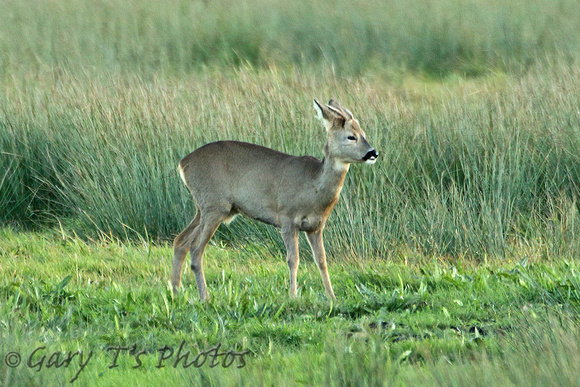 Roe Deer (Capreolus capreolus - Immature Stag)