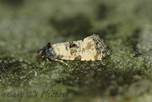 Cochylis atricapitana (Black-headed Conch)