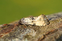 Cochylis atricapitana (Black-headed Conch)