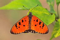 Tawny Coster (Acraea violae or terpsicore)