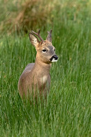 Roe Deer (Capreolus capreolus - Immature Stag)