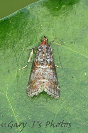 Acrobasis advenella (Grey Knot-horn)