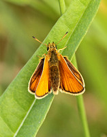 Essex Skipper (Thymelicus lineola - Female)