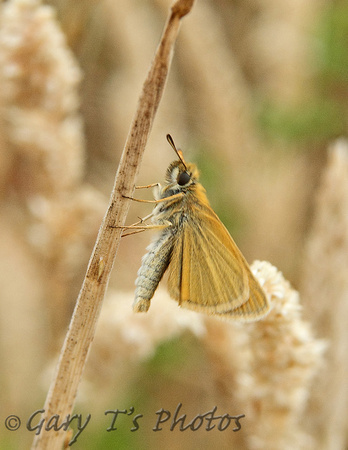 Essex Skipper (Thymelicus lineola)