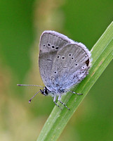 Small Blue (Cupido minimus - Female)