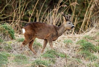 Roe Deer (Capreolus capreolus - Stag)