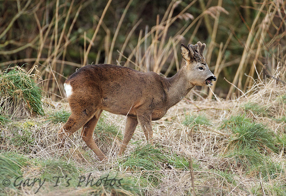 Roe Deer (Capreolus capreolus - Stag)