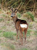 Roe Deer (Capreolus capreolus - Stag)
