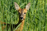 Roe Deer (Capreolus capreolus - Doe)