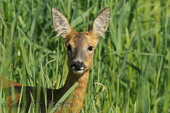 Roe Deer (Capreolus capreolus - Doe)