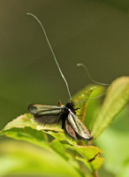 Adela reamurella (Green Long-horn)