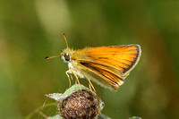 Essex Skipper (Thymelicus lineola - Male)