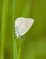 Small Blue (Cupido minimus - Female)