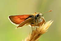 Small Skipper (Thymelicus sylvestris - Male)