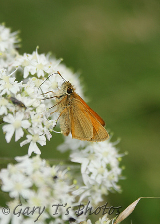 Small Skipper (Thymelicus sylvestris - Male)
