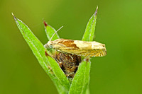 Eucosma hohenwartiana (Bright Bell)