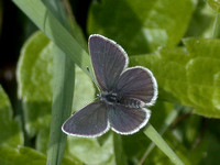 Small Blue (Cupido minimus - Male)