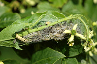 Yponomeuta cagnagella (Spindle Ermine - Caterpillars)