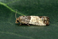 Spilonota ocellana (Bud Moth)
