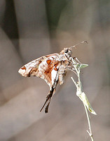 Zilpa Longtail (Chioides zilpa)