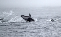 Pacific White-sided Dolphin (Lagenorhynchus obliquidens)