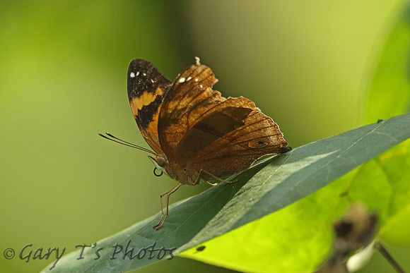 Autumn Leaf (Doleschallia bisaltide)