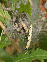 Yponomeuta cagnagella (Spindle Ermine - Caterpillars)