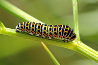 British Swallowtail (Papilio machaon ssp. britannique - Caterpillar 4th Instar)