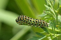 British Swallowtail (Papilio machaon ssp. britannique - Caterpillar 5th Instar)