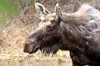 North American Moose (Alces alces)