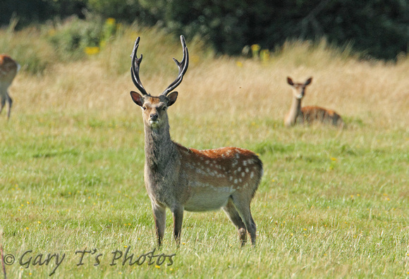 Sika Deer (Cervus nippon - Stag)