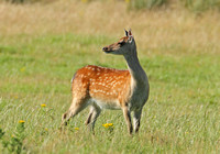 Sika Deer (Cervus nippon - Doe)