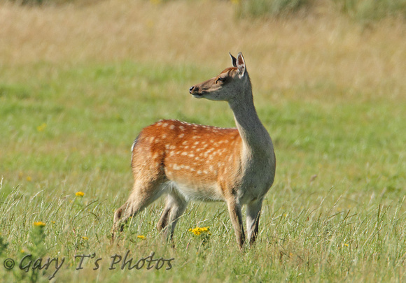 Sika Deer (Cervus nippon - Doe)