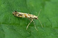 Gracillaria syringella (Common Slender)