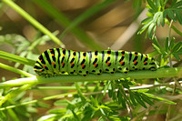 British Swallowtail (Papilio machaon ssp. britannique - Caterpillar 5th Instar)