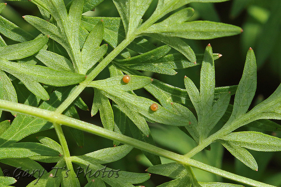 British Swallowtail (Papilio machaon ssp. britannique - Eggs)