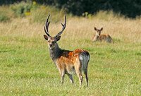 Sika Deer (Cervus nippon - Stag)