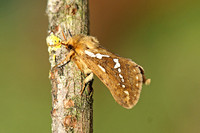 Common Swift (Korscheltellus lupulina - Male)