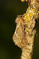 Common Swift (Korscheltellus lupulina - Female)