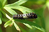 British Swallowtail (Papilio machaon ssp. britannique - Caterpillar 3rd Instar)