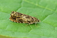 Tortricidae (Tortrix Moths)