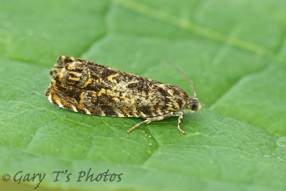 Enarmonia formosana (Cherry Bark Moth)