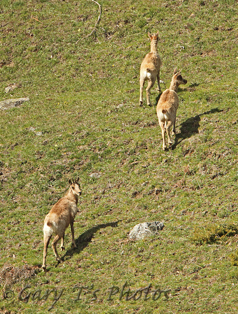 Pyrenean Chamois (Rupicapra pyrenaica)