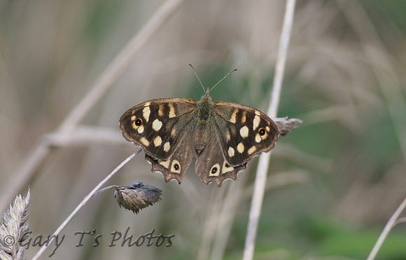 Isles of Scilly Speckled Wood (Pararge aegeria insula - Female)